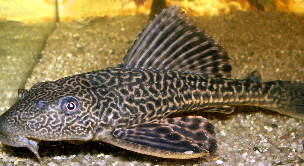 Waspada! Ikan Sapu-Sapu Bisa Jadi Sumber Racun dalam Rantai Makanan